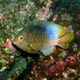 Clarion damselfish