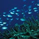 Ternate chromis