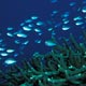 Ternate chromis