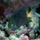 Jewel damselfish