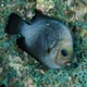 Javanese damselfish