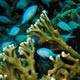 Blue damselfish