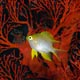 Golden damselfish, juvenile