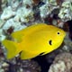 Lemon damselfish