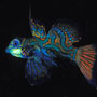 Mandarinfish, Yap