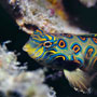 Picturesque dragonet, West Papua