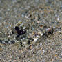 Superb dragonet, Female. Dauin