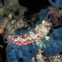 Moyer's dragonet, Male, Indonesia