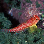 Moyer's dragonet, Female, Komodo