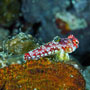 Moyer's dragonet, Intermediate stage., West Papua