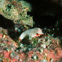 Moyer's dragonet, Juvenile, Halmahera