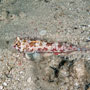 Starry dragonet, Juvenile, Tanzania