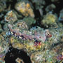 Bartels' dragonet, Male, Lembeh