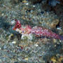 Bartels' dragonet, Female, Komodo