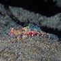 Morrison's dragonet, Female, Manado