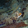 Fingered dragonet, Female, Lembeh