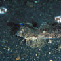 Fingered dragonet, Male, Lembeh