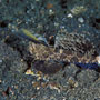 Orange and black dragonet, male, Lembeh