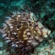 Leafy filefish