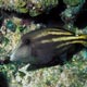 Orange spotted filefish