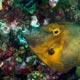 White spotted filefish