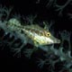 Slender filefish, juvenile