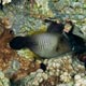 Broom filefish