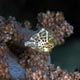 Mimic filefish, juvenile