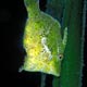 Bristle-tailed filefish