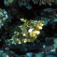 Strapweed filefish
