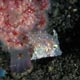 Filefish, unknown juvenile