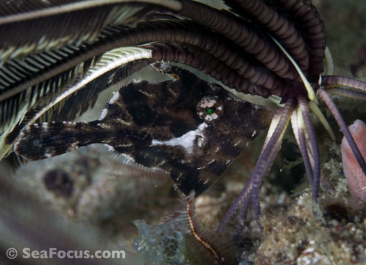 Whitebar filefish