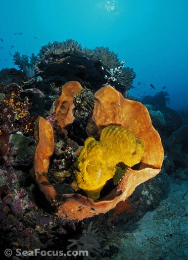 Giant frogfish, Manado