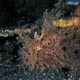 Hairy frogfish, Lembeh