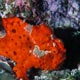 Painted frogfish, Kapalai