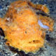 Freckled frogfish, Lembeh Straits