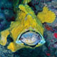 Unidentified frogfish - yawning, Kapalai