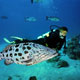 Potato Cod, Australia