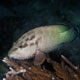 Blue spotted grouper, Oman