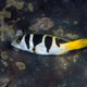 Blacksaddle coral grouper, Indonesia