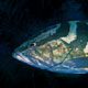 Nassau grouper, Belize 