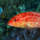 Leopard grouper, Tanzania