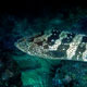 Blacksaddle grouper, Oman