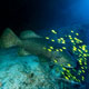 Goliath grouper, Mozambique