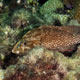 Graysby grouper, Grenada