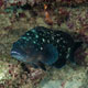 Whitespotted grouper, Tanzania