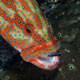 Coral grouper, Bali