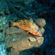 Red Hind, Belize