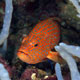 Coral grouper, Maldives