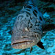 Potato cod, Australia